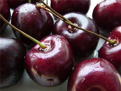 vishnya-obyknovennaya-shokoladnica-cerasus-vulgaris-shokoladnica-yagody